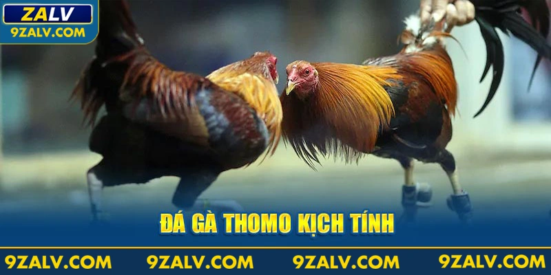 Đá gà Thomo kịch tính