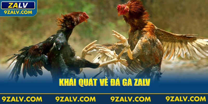 Khái quát về đá gà ZALV