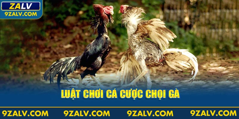 Luật chơi cá cược chọi gà